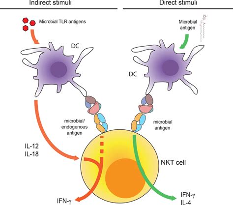 Indirect And Direct Activation Of Nkt Cells Dendritic Cells Produce