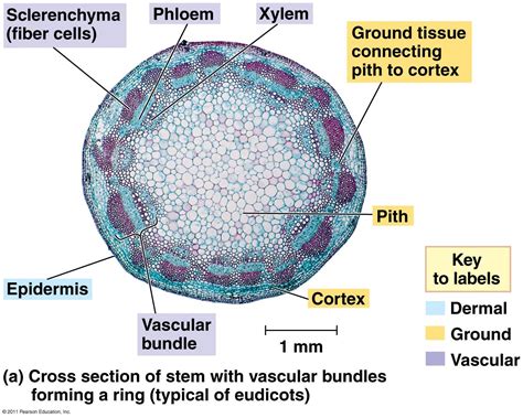The stem is normally divided into nodes and vascular bundles are present throughout the monocot stem, although concentrated towards the in cross section, the vascular tissue does not form a complete cylinder where a leaf gap occurs. Stems, Leaves, and Roots - Biology 114 with Adams at Berea ...