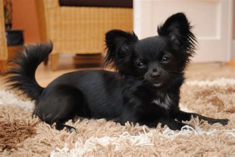 Black Long Hair Chihuahua Chihuahua Puppies Chihuahua Dogs Dog Breeds