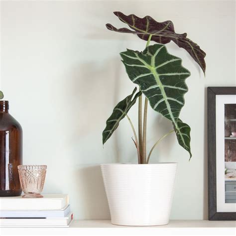 Il potos (anche detto pothos, scindapsus o epipremnum) è una pianta erbacea rampicante o ricadente appartenente alla famiglia delle araceae. Piante da interno di tendenza nel 2021 | Community LM