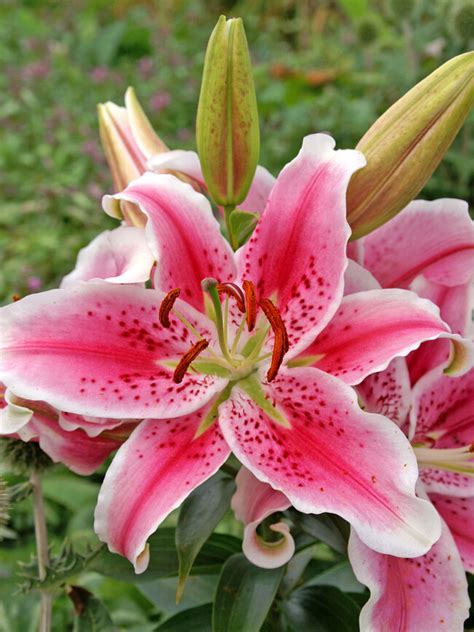 Lily Star Gazer Oriental Bluestone Perennials