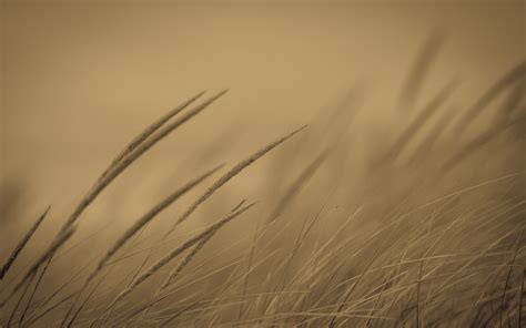 Gray Grass Plants Field Monochrome Hd Wallpaper Wallpaper Flare