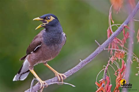 Common Myna Acridotheres Tristis Birds Of Gujarat