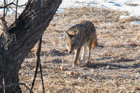 Coyote On The Prowl Photograph By Tony Hake Fine Art America