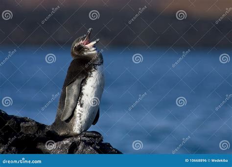 Singing Penguin Royalty Free Stock Image Image 10668896
