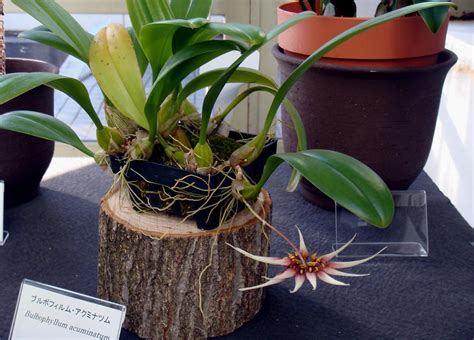 HOA PHONG LAN VIỆT VIETNAM ORCHIDS Bulbophyllum