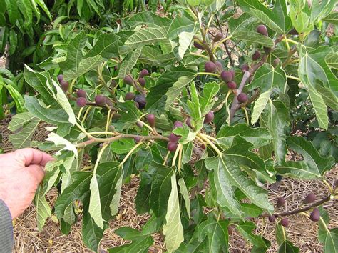 Use a bypass hand pruner for smaller. Pinching vs Pruning fig trees | Fruit garden, Growing ...