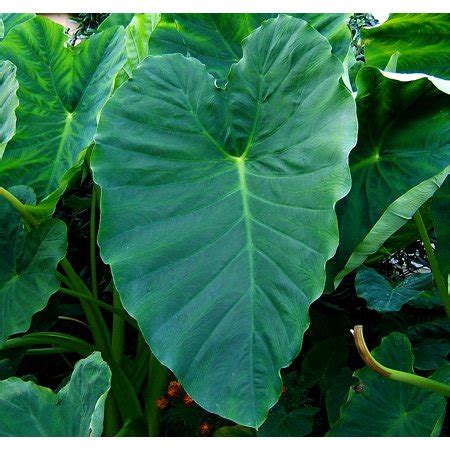 Some species are widely cultivated and naturalized in other tropical and subtropical regions. Mammoth Elephant Ear - 1 Bulb 18/+" - Colocasia esculenta ...