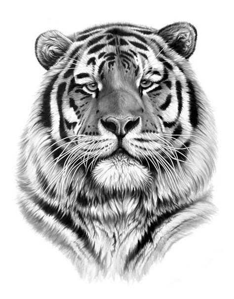 A Black And White Drawing Of A Tigers Face