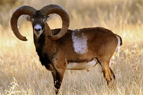 Ovis Aries Musimon European Mouflon Cabi Compendium