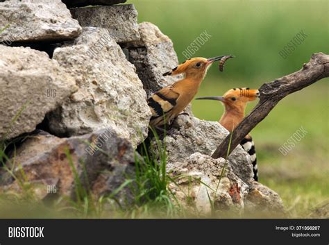 Eurasian Hoopoe Upupa Image And Photo Free Trial Bigstock