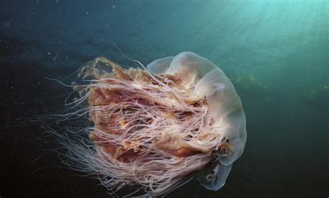 Larger lion's mane jellyfish will be a vivid crimson to dark purple color where smaller ones will be a lighter orange or tan color, sometimes being completely colorless. Lion's Mane Jellyfish Is The Biggest Jellyfish In The World