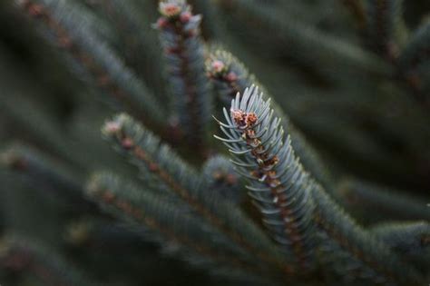 Waiting until the night before christmas to get your tree may leave you trekking across lots of empty spaces filled with the 'ghosts of trees past' in saginaw tree farms. Grand Haven nursery farm to close, affecting 300 jobs ...