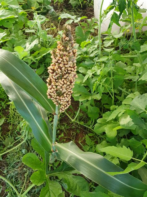 Hi Anyone Have Any Idea On What This Plant Might Be Potentially Grew From Wild Bird Seed Were