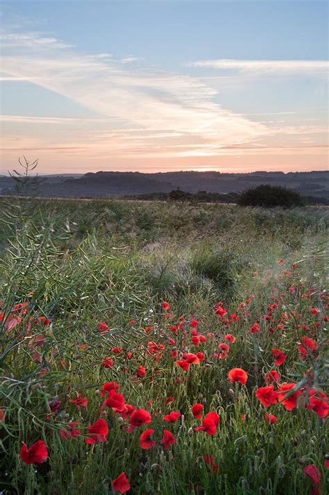 Poppy Field Landscape In English Countryside In Summer Photograph By