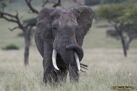 Ricardo Peralta Fotógrafo De Naturaleza Elefante Africano De Sabana