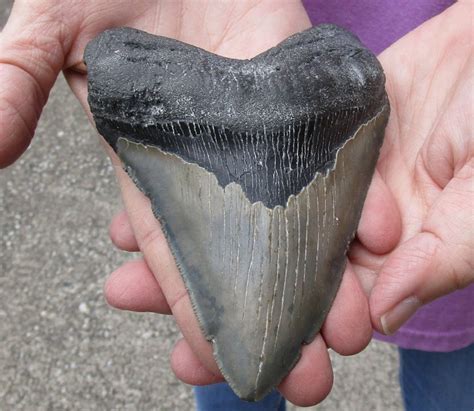 5 14 Inches Huge Authentic Fossil Megalodon Shark Tooth For Sale