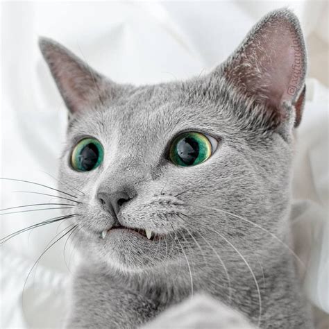 Mesmerizing Photos Of Russian Blue Cats With Green Eyes