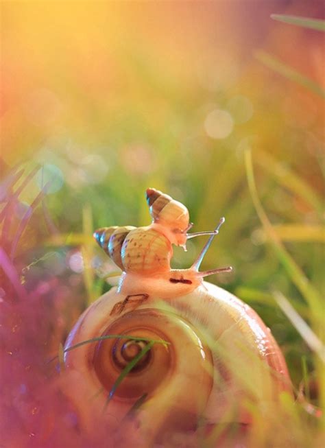 Snails On Top Of Each Other Beautiful Creatures Incredible Creatures