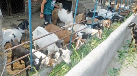 How To Become A Successful Goat Farmer Top Tips For Commercial Goat Farming Business To