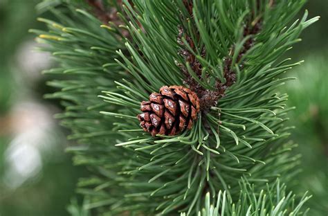 Should You Plant Pine Trees In Your Backyard