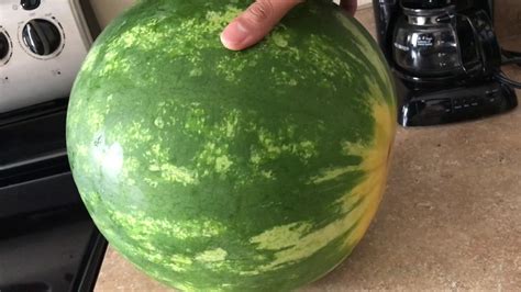 Giant Watermelon Youtube