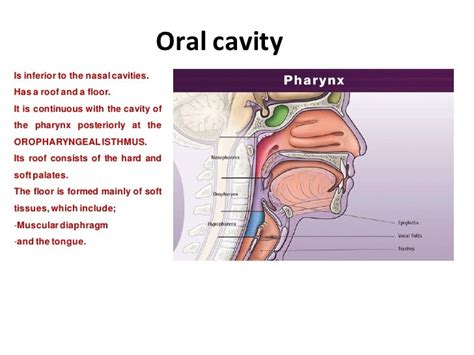 Oral Cavity The Divisions And Boundaries