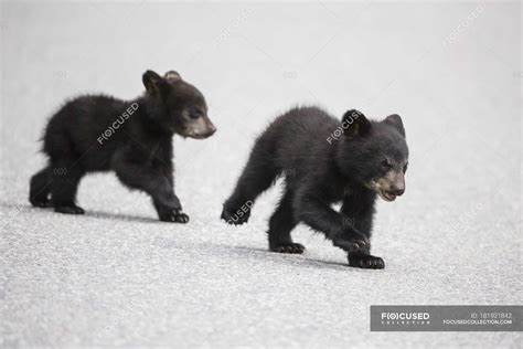 American Black Bear Cubs Crossing Road At Daytime Jasper National Park