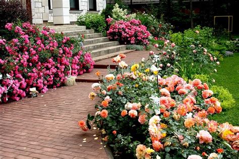 Check spelling or type a new query. Pin by Christina Fuxman on Roses in russian privet gardens ...