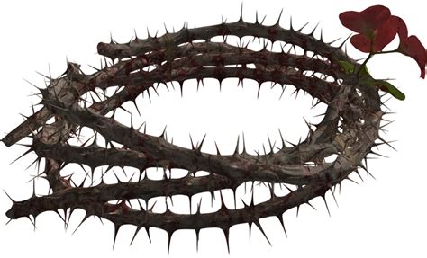 Crown Of Thorns Thorns Spines And Prickles Thorns Crown Png