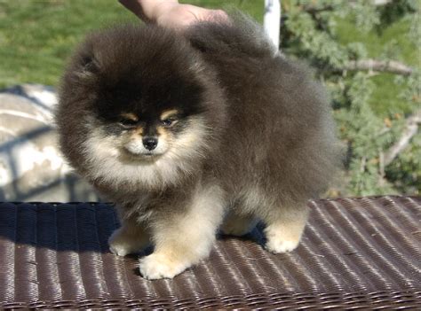 Puva treatment of alopecia areatapartialis, totalis and universalis: Pico The Pom and Alopecia X