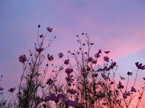Aesthetically Pleasing Flowers Landscape Illustration Purple