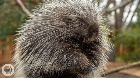 Porcupines Give You 30000 Reasons To Back Off Deep Look Kqed Science