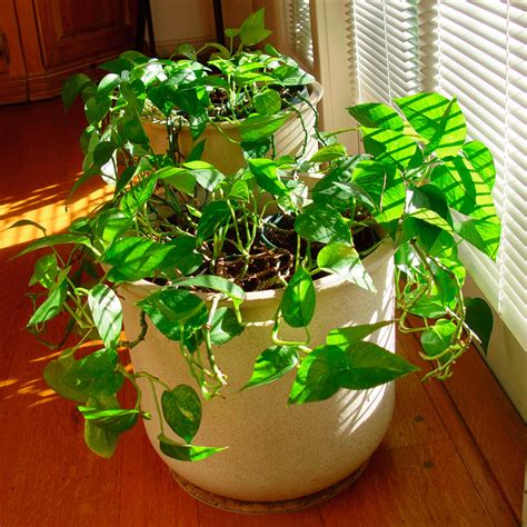 Todas las plantas son de exterior, solo que algunas, debido a sus requerimientos específicos, se adaptan mejor a las condiciones del interior del hogar. Plantas de interior | Florpedia.com