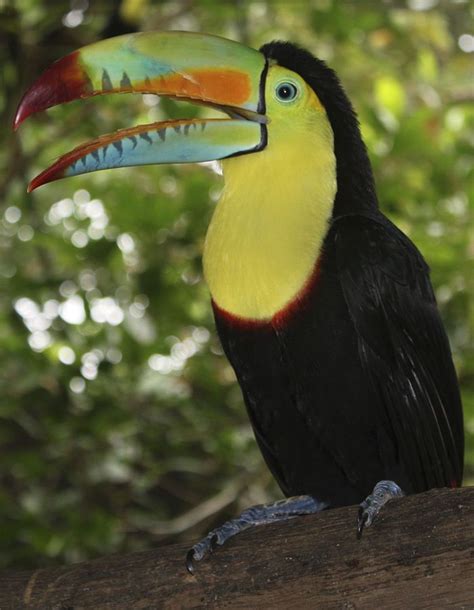 The Keel Billed Toucan Ramphastos Sulfuratus Also Known As Sulfur