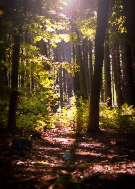 Free Images Tree Nature Forest Branch Light Sunlight Morning