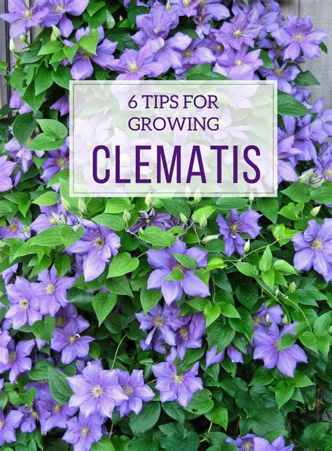 How To Grow Clematis From Seed