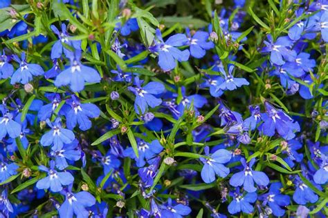 Blue Flowering Plants Zone 9 Choosing Perennials In Zone 9 What Are