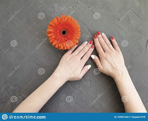 Female Hands Red Manicure Feminine Elegance Design Lifestyle Gerbera Flower On A Gray
