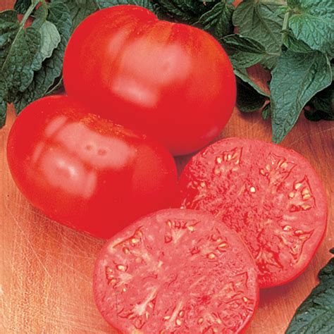 Beefsteak Tomato Indeterminate Horticultural Products And Services