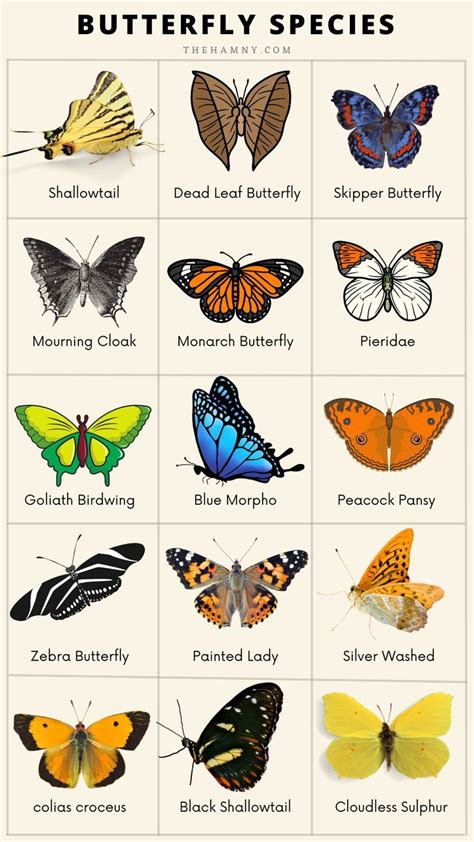 Butterfly Species Chart Butterfly Drawing Butterfly Wings Butterfly