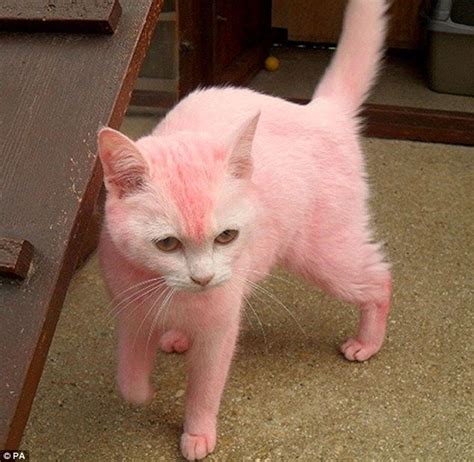 Pink Cat Funny Pink Love Cute Pink Pretty In Pink Cane Corso Sphynx