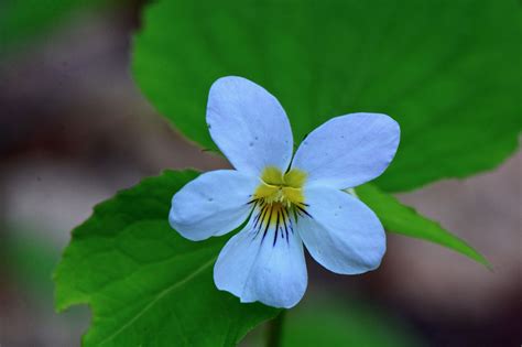 Canada Violet Viola Canadensis Observed By Larryhalverson On June 5