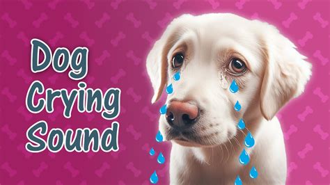 5 Highly Reactive Dog Crying Sound Sound Effect Of Dogs Whining
