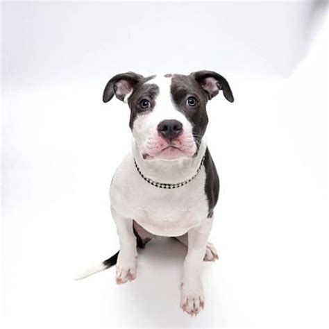Adoptable Pet Of The Week Guinness Hinsdale Il Patch