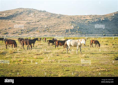 Aerial Top Panning View Wild Horse On Green Field Stand Calm In City
