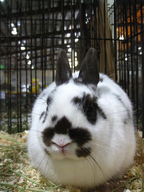 The black and white dutch rabbit makes for a great pet. 26 Black and White Rabbit Breeds (With Pictures) - RabbitSpot
