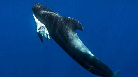 ‘no Evidence Plastic Killed Whale Calf In Blue Planet Ii News The