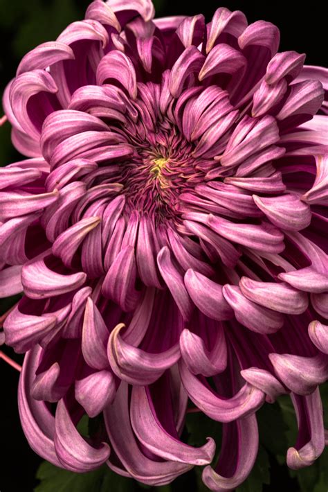 Chrysanthemum Flickr