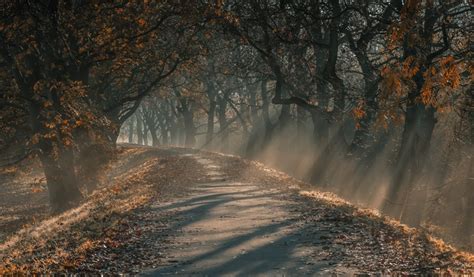 522674 Fall Mist Leaves Forest Road Trees Path Sunlight Sun Rays